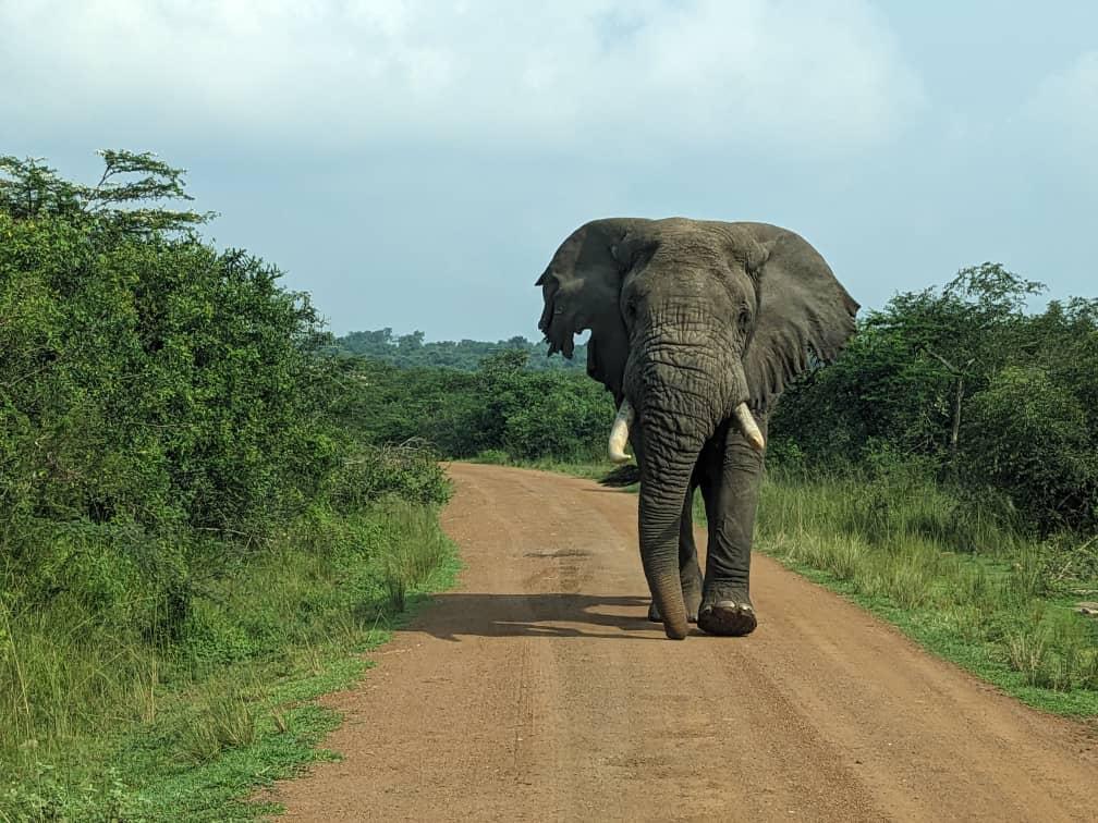 Elephant in Akagera National Park