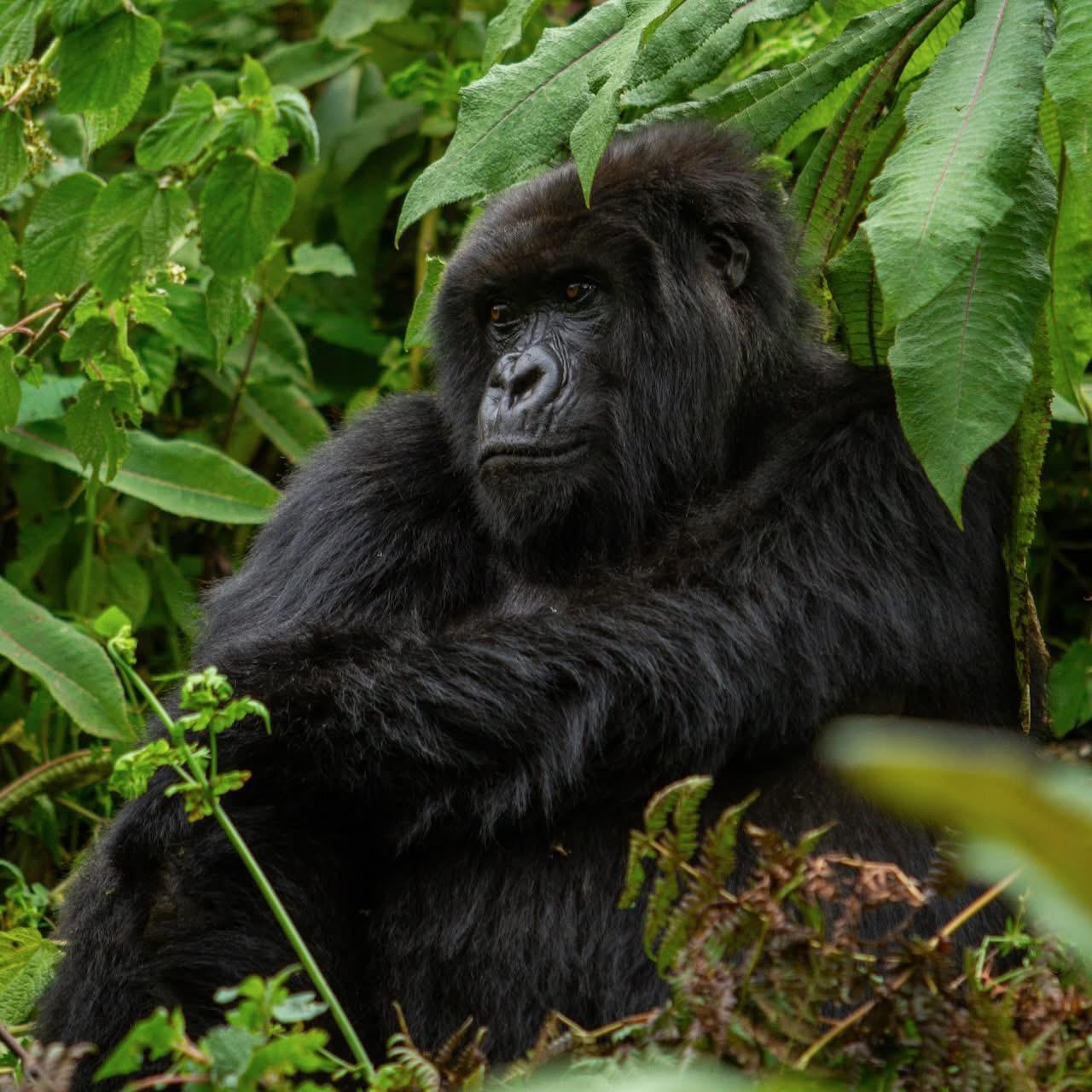 Gorilla trekking tour package