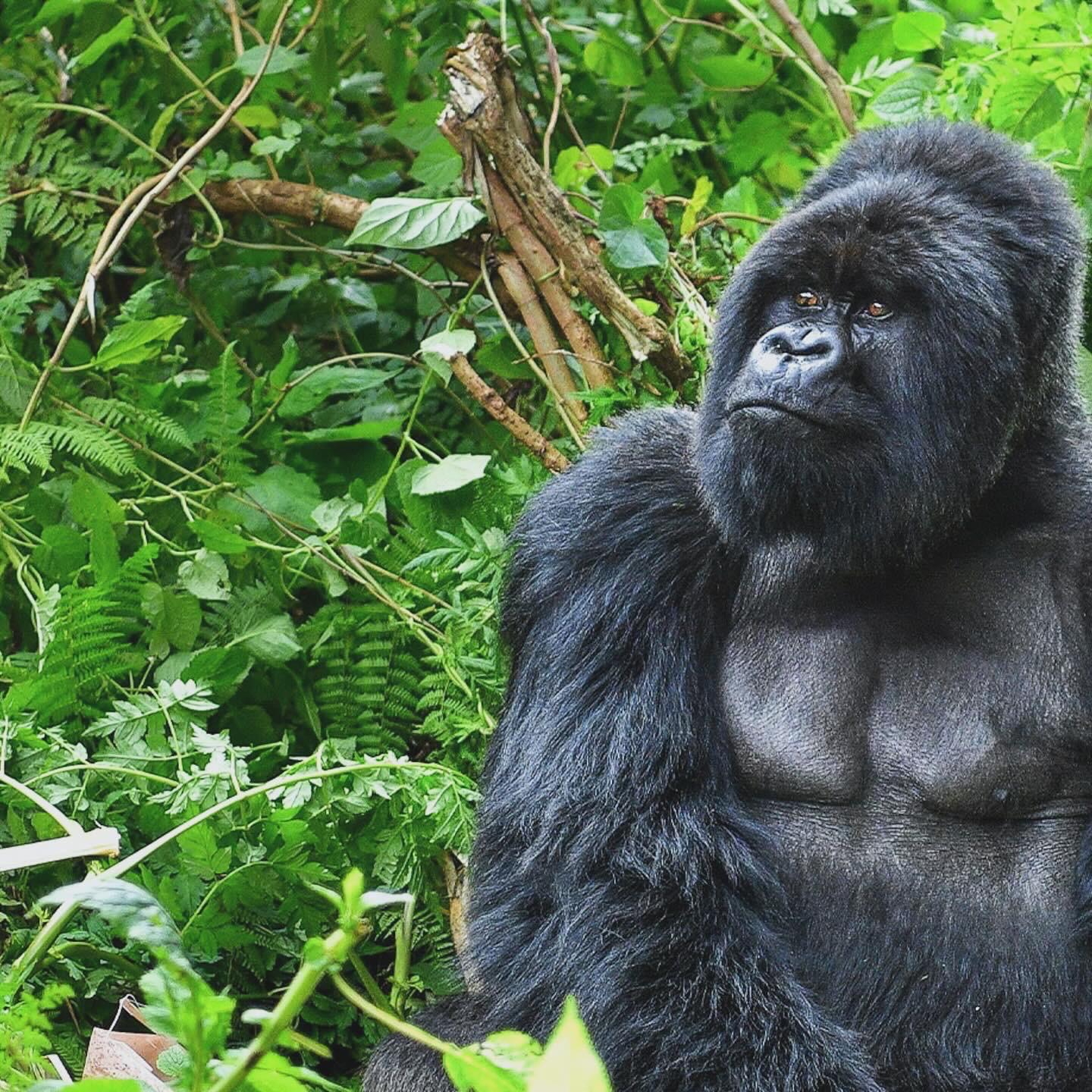 Mountain gorilla in Rwanda